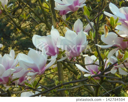 Mesmerizing large blossoms of Magnolia tree, with pink and white petals Mesmerizing large blossoms of Magnolia tree, with pink and white petals 142784504