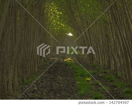 Dark evening in forest tunnel with light at the end. Dark evening in forest tunnel with light at the end. 142784507