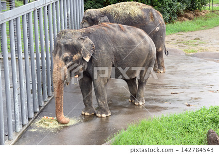 Asian elephant eating food 142784543