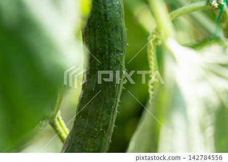 田野裡長滿了帶刺的黃瓜,枝繁葉茂,綠意盎然;而自家花園裡的黃瓜,到了八月就可以收穫了。 田野裡長滿了帶刺的黃瓜,枝繁葉茂,綠意盎然;而自家花園裡的黃瓜,到了八月就可以收穫了。 142784556