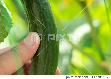 A man holding thorny, lushly ripening cucumbers in his field (August). Home garden: Cucumber cultivation and harvesting. A man holding thorny, lushly ripening cucumbers in his field (August). Home garden: Cucumber cultivation and harvesting. 142784557