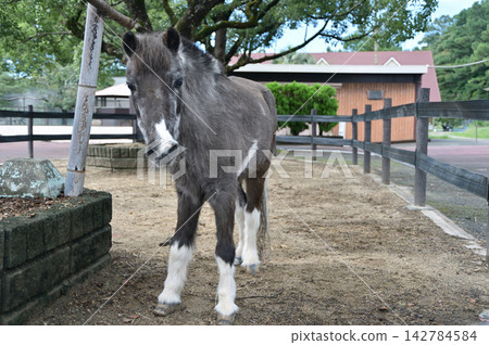 小馬 小馬 142784584
