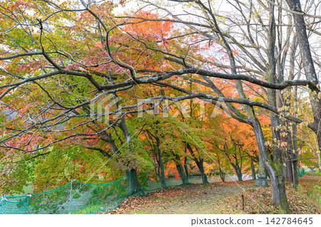 Autumn leaves in Shimizu Park Autumn leaves in Shimizu Park 142784645