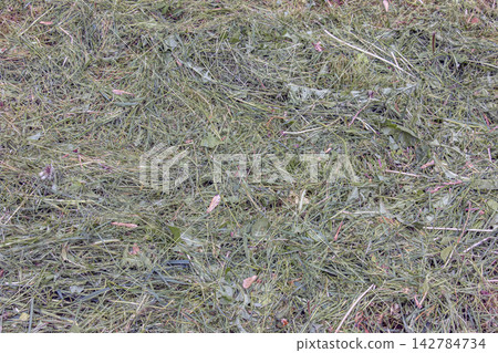 Cut Grass and Plant Debris Covering Mown Lawn Cut Grass and Plant Debris Covering Mown Lawn 142784734