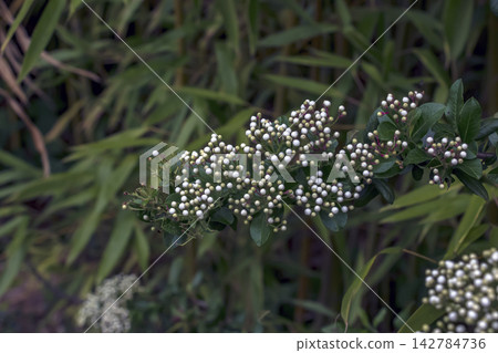 Abundant White Firethorn Buds on Evergreen Shrub Abundant White Firethorn Buds on Evergreen Shrub 142784736