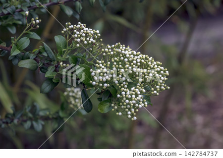 Firethorn Branch Covered with White Flower Buds in Spring Firethorn Branch Covered with White Flower Buds in Spring 142784737