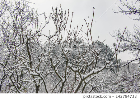 Pruned Deciduous Tree Covered with Snow in Winter Pruned Deciduous Tree Covered with Snow in Winter 142784738