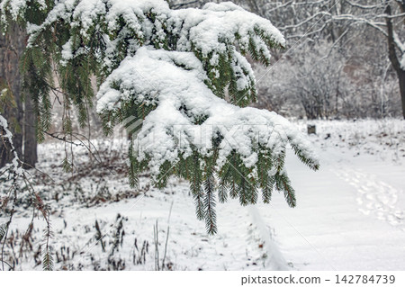 Snow-Laden Spruce Branches Over Winter Garden Path Snow-Laden Spruce Branches Over Winter Garden Path 142784739