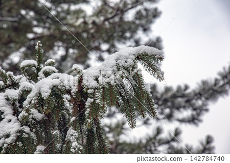 Spruce Branch Covered with Fresh Snow and Copy Space Spruce Branch Covered with Fresh Snow and Copy Space 142784740
