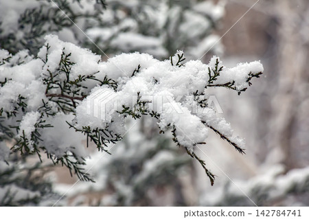 Snow-Covered Conifer Branch in Winter Garden Snow-Covered Conifer Branch in Winter Garden 142784741