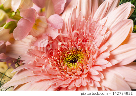 Pink Gerbera Daisy Flower Closeup. Pink Gerbera Daisy Flower Closeup. 142784931