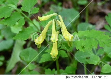 I saw a beautiful yellow raceme of Oxalis acetosella in the mountains of Minoo. I saw a beautiful yellow raceme of Oxalis acetosella in the mountains of Minoo. 142784932