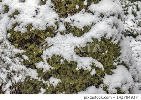 Dwarf Alberta Spruce Foliage Covered with Fresh Snow Dwarf Alberta Spruce Foliage Covered with Fresh Snow 142784937