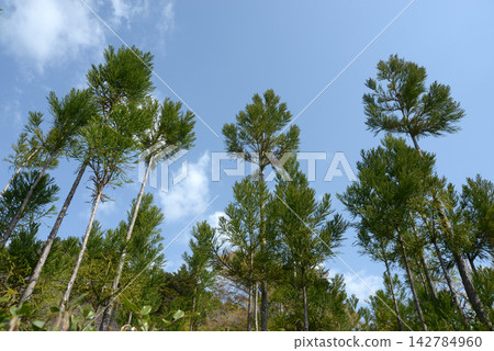 Kitayamadai cedar Kitayamadai cedar 142784960