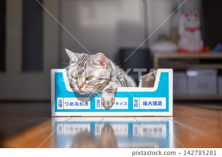 A cat relaxing in a scratching post box. A cat relaxing in a scratching post box. 142785281