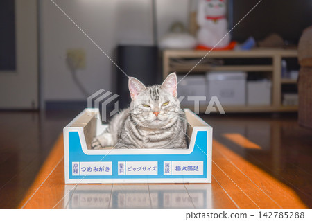 一隻貓在貓抓箱裡休息。 一隻貓在貓抓箱裡休息。 142785288