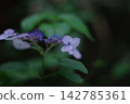 繡球花被雨季的雨水浸濕，淚水盈眶。 142785361