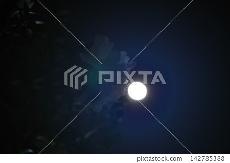 月亮從樹梢間隱約可見。 月亮從樹梢間隱約可見。 142785388