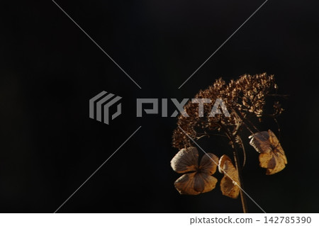 枯萎的花 142785390