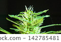 close up details of the balance of marijuana flowers. 142785481