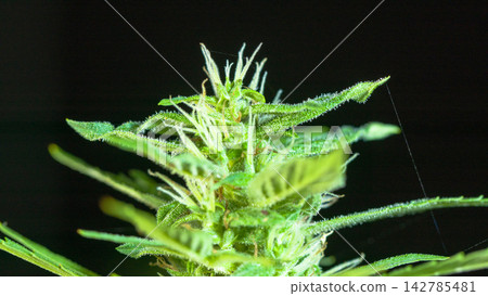 close up details of the balance of marijuana flowers. close up details of the balance of marijuana flowers. 142785481