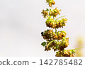 Green male hemp flowers begin to bloom 142785482