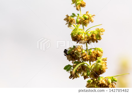 Green male hemp flowers begin to bloom Green male hemp flowers begin to bloom 142785482