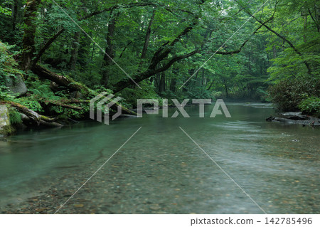 [Aomori] Oirase Stream: A scene of clear water flowing in the early morning of early summer. 142785496