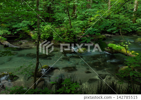 [Aomori] Oirase Stream: A scene of clear water flowing in the early morning of early summer. 142785515