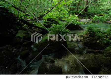 The tranquility of the Oirase Gorge in the early morning, surrounded by fresh greenery. 142785516