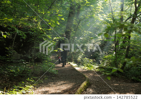 [Aomori Prefecture] Early morning scenery of Oirase Gorge: Flowing through a lush green valley 142785522