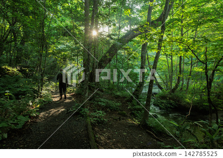 Oirase Stream in early summer: Clear waters flowing through a moss-covered forest. Oirase Stream in early summer: Clear waters flowing through a moss-covered forest. 142785525