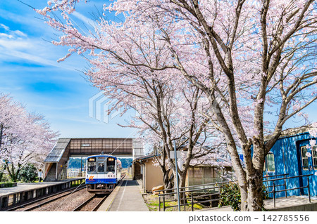 能登鐵道：能登中島站櫻花盛開。 142785556