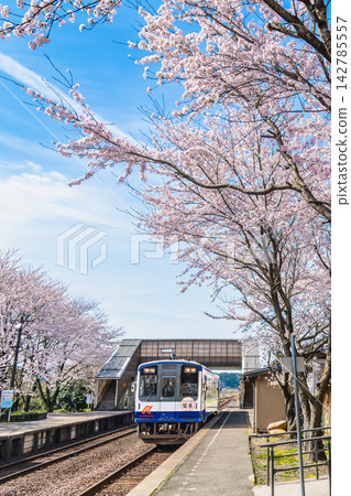 能登鐵道：能登中島站櫻花盛開。 142785557