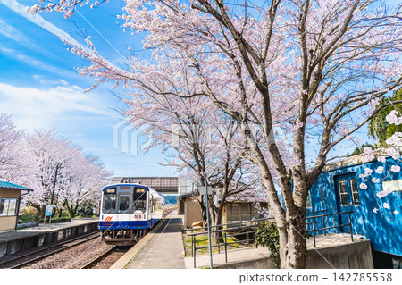 能登鐵道：能登中島站櫻花盛開。 142785558