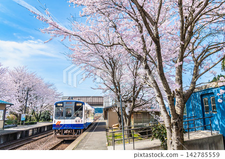 能登鐵道：能登中島站櫻花盛開。 142785559
