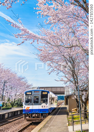 能登鐵道：能登中島站櫻花盛開。 142785560