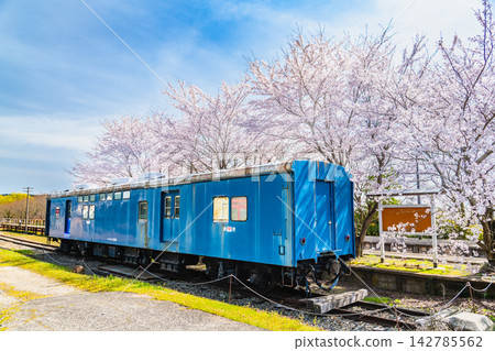 能登鐵道：能登中島站櫻花盛開，還有一節鐵路郵政車廂。 142785562