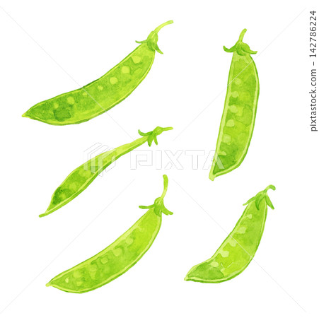 Snow peas (snow peas) set - Hand-drawn watercolor illustration material 142786224