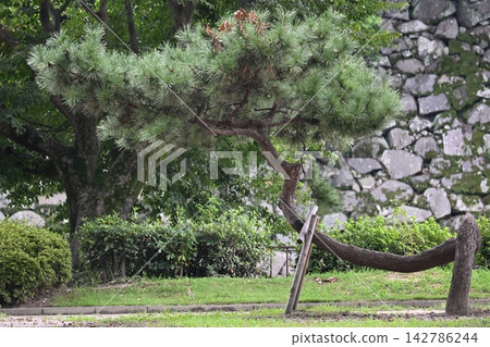 Pine Pine 142786244