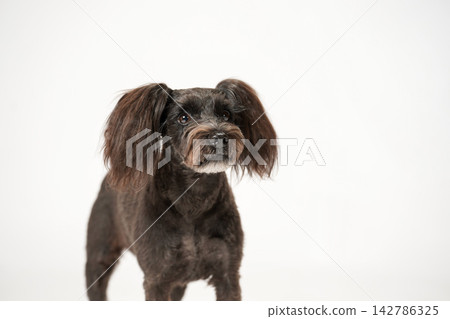 Studio portrait of a Miniature Schnauzer against a white background Studio portrait of a Miniature Schnauzer against a white background 142786325