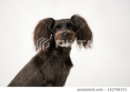 Studio portrait of a Miniature Schnauzer against a white background 142786331