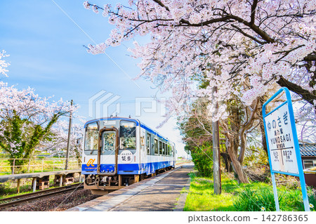 能登鐵道：西木岸站櫻花盛開。 142786365