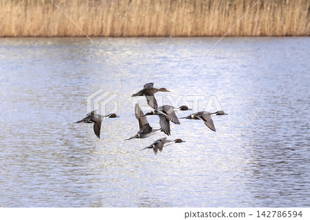 A flock of Northern Pintails flying low over the water's edge (Magyu Marsh, Miyagi Prefecture) A flock of Northern Pintails flying low over the water's edge (Magyu Marsh, Miyagi Prefecture) 142786594