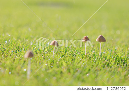 Small mushrooms growing on the green grass Small mushrooms growing on the green grass 142786952