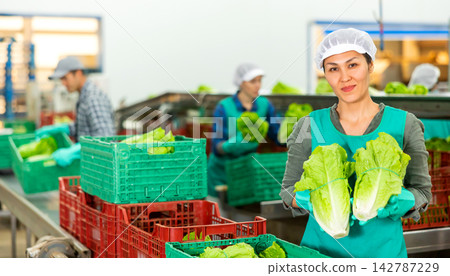 Female vegetable factory worker demonstrating ripe lettuce while sorting Female vegetable factory worker demonstrating ripe lettuce while sorting 142787229
