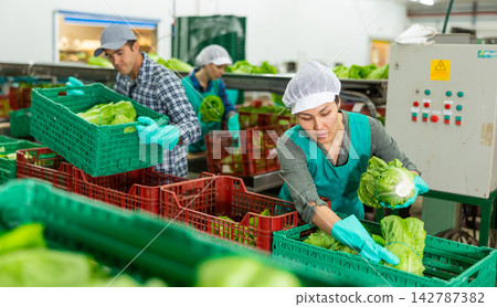 Woman filling crates with lettuce in vegetable factory Woman filling crates with lettuce in vegetable factory 142787382
