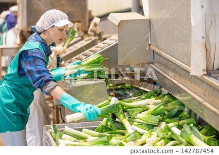 Young workwoman loading green onions from conveyor belt into box 142787454