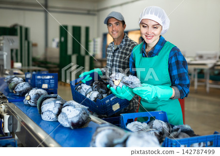 Smiling young workwoman working on red cabbage sorting line in factory Smiling young workwoman working on red cabbage sorting line in factory 142787499