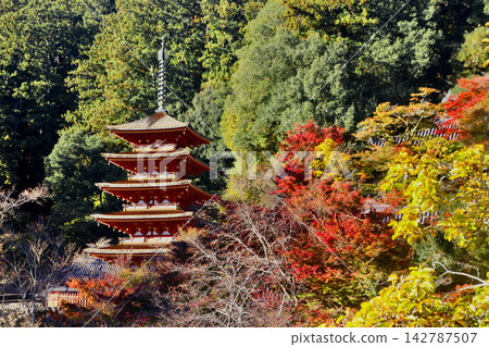 從長谷寺正殿眺望五重塔的秋景(奈良縣櫻井市) 從長谷寺正殿眺望五重塔的秋景(奈良縣櫻井市) 142787507
